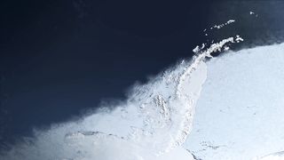Косатки - самые грозные хищники океана.