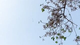 Как падают семена Шореи сиамской (Shorea Siamensis).