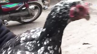 This is a hen