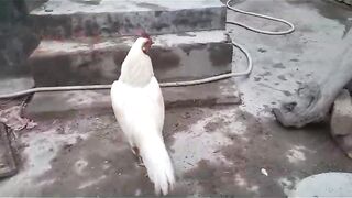 The white is elite