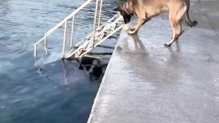 The dog is entertaining himself well