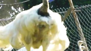 Gravity-Defying Fun- Watch the Jumping Rhea’s Playful Leaps!