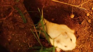 ep.8) Making a Pond in True Naturalistic Hamster TERRARIUM Cage
