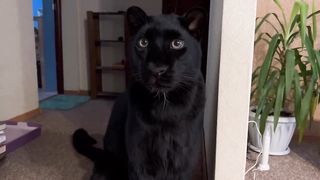 Not a good Thursday for the panther Luna