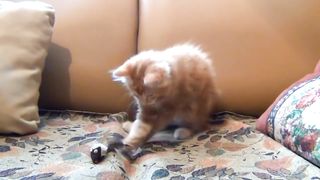 Cute Cat meow ☺️  on this video _ Small kitty in home _ Mouse and cat play