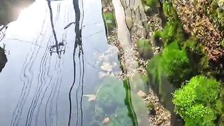 Водные каналы для орошения в Японии.