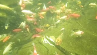 Дачный маленький пруд , что под водой.