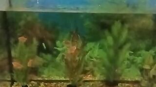 Аквариум. Поменяю водичку.