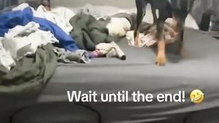 Funniest Animals 2024