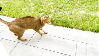 Какие же отношения у чаузи Астрид и папы на самом деле