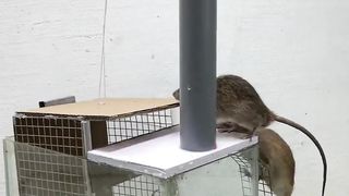 Mouse trap...