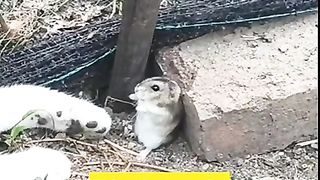 O grande amor dos gatos