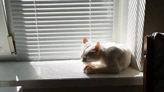 Small cat meow sound help to relax asmr _ Feline Masterpieces_ Funniest Moments