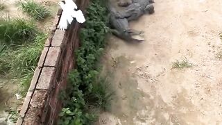Deadly crocodiles ????