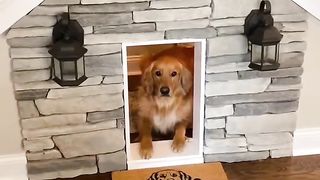 This dog has a luxurious house! ???? #dog #goldenretriever
