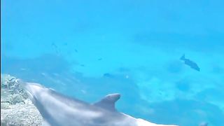 Just keep swimming ????