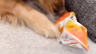 My Golden Retriever brings me crazy stuff! #dog #goldenretriever