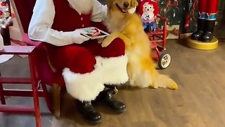 I took my dog to see Santa!
