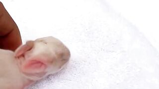 Rabbit Growth...