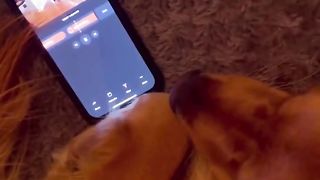 I can’t believe my dog would do this to me! #dog #goldenretriever