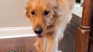 My dog has supersonic hearing. #dog #goldenretriever
