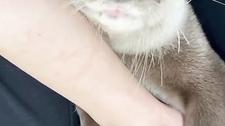 Bichos lindos