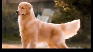 How did I get the best dog？! #goldenretriever #animals