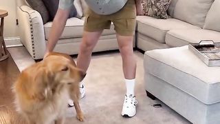The dad pat ???? #dog #goldenretriever