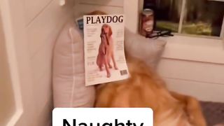 Golden retrievers are a handful! ???? #dog #dogs