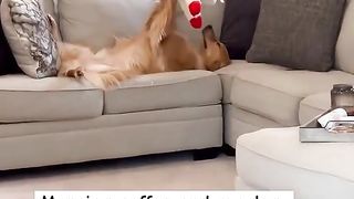 My dog had a very special moment with his toy!
