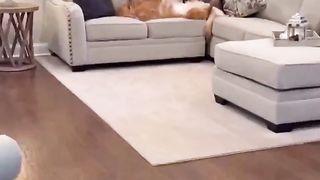 My dog does this every day with his toys! #dog #goldenretriever