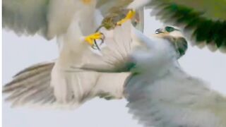Fight of Beautiful Deadly Predator