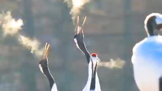 Beautiful Cranes