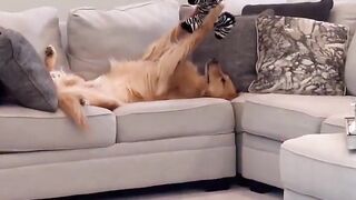 Have you ever seen a dog love his toys this much？