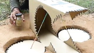 Quail Trap Using Cardboard Box #shorts.