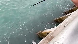 Fish in the d sea