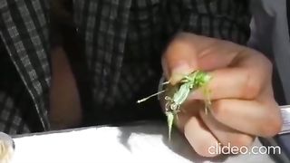 الطفيليات تصيب الانسان والحشرات .. شاهد الفيديو