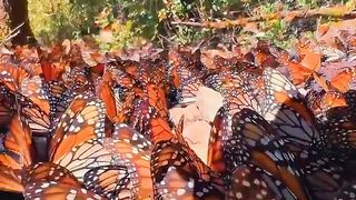 Butterflies.#nature #animallife.#animalplanet #animallife