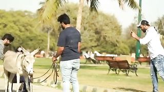 funny donkey prank
