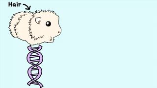 Amoeba Sisters and LOLguinea pigs: Alleles & Genes