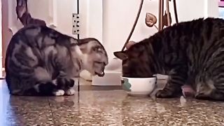 Cat. Funny video