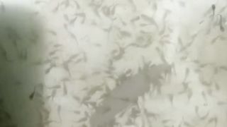 Penyebab LARVA LELE tidak mau makan CACING SUTERA❗Ternyata ini masalahnya