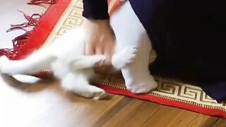 Cat ????