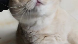 Cat again