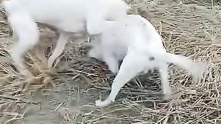 Dog fight