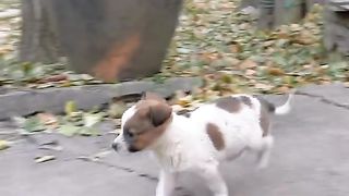 Pet 62