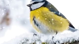 آئیں دل کا سکون تلاوت قرآن مجید