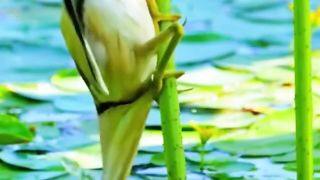 Bird of Universe