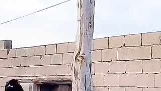 Dog vs Cat Funny Video