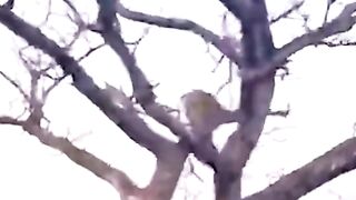To Tiger